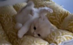 【？！】寝床をそっと覗いたら‥すごい格好してるふわふわ子猫の動画がカワイイｗ