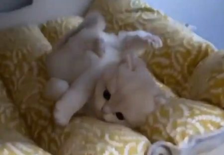 【？！】寝床をそっと覗いたら‥すごい格好してるふわふわ子猫の動画がカワイイｗ