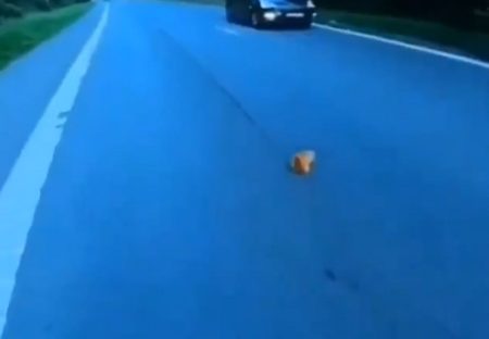 【泣いた】車道でうずくまる子猫、バイクのお兄ちゃんに発見・保護される