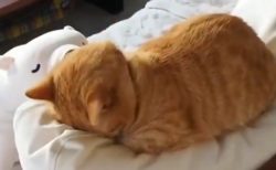 【話題】猫が眠る3秒の動画がめちゃくちゃかわいい