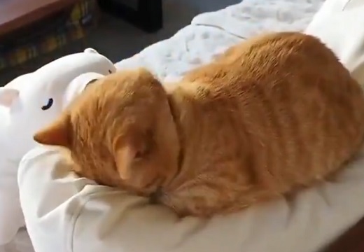 【話題】猫が眠る3秒の動画がめちゃくちゃかわいい