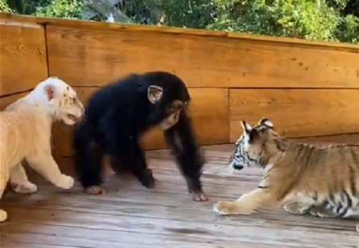 【保育園？】じゃれあって遊ぶ虎の赤ちゃん達とチンパンジーの動画が話題