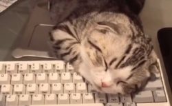 【動画】キーボードに顔を乗せて眠る猫がカワイイすぎるｗ