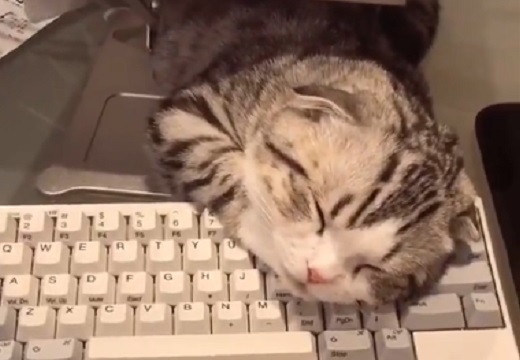 【動画】キーボードに顔を乗せて眠る猫がカワイイすぎるｗ