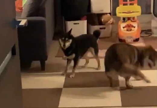 【動画】無邪気に遊ぶ2匹の犬が可愛いすぎると話題にｗ