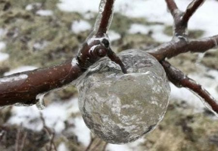 【凄い】木に実った氷のりんご、ゴーストアップル現象が話題