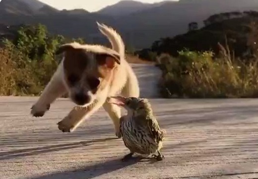 【動画】興奮しまくる子犬と、全く動じない鳥が話題「何度も見てるw」