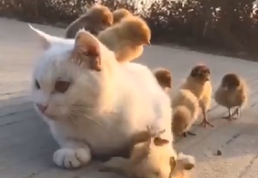 【可愛い】猫とその周りで遊ぶひよこ達の動画が話題「猫がひよこを守ってる！」