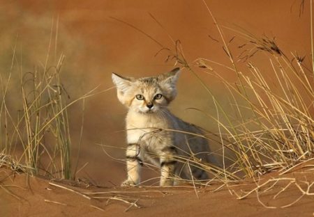 【世界最小級】野生のスナネコの食事風景が砂漠で撮影されネット騒然！