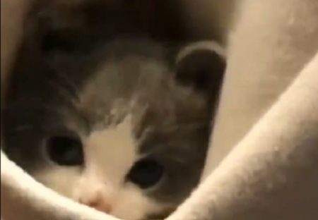 【動画】ポッケの中に隠れる美人子猫が話題に「瞳がまん丸！」