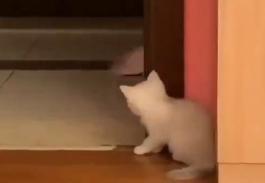 【動画】主さんを驚かそうと隠れる子猫が話題「なんちゅう可愛さ！」