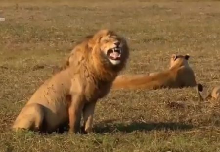 【？！】爆笑してるライオンが話題「つられて笑っちゃう」「元気がでたｗ」