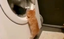 【どてっ】洗濯機に興味津々の子猫が話題「最後カワイイすぎるｗ」