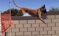 【！】凄すぎる犬の運動神経にネット騒然「凄いの想像を超えていたｗ」