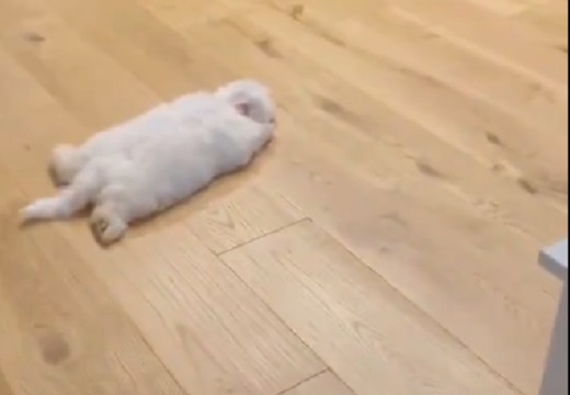 【爆笑】とつぜん電池切れしちゃう犬が話題に「何これw」「可愛いすぎ」