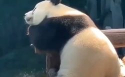 【動画】ぼんやり座って足ぷらぷらしてるパンダが話題に「おしり可愛いｗ」