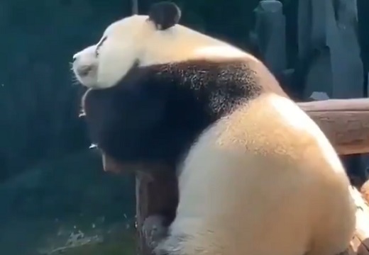 【動画】ぼんやり座って足ぷらぷらしてるパンダが話題に「おしり可愛いｗ」