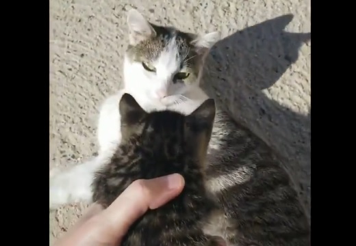 【動画】子育て中の母猫によその子猫を渡したら・・・驚きの行動に