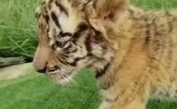 【動画】ぬいぐるみのようなトラの赤ちゃんが話題「可愛いすぎん？」「声まで可愛い」
