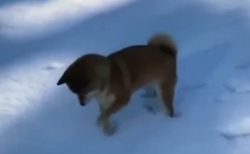 【ぼむっ】積もった雪の様子を確かめる柴犬が最強に可愛いｗ