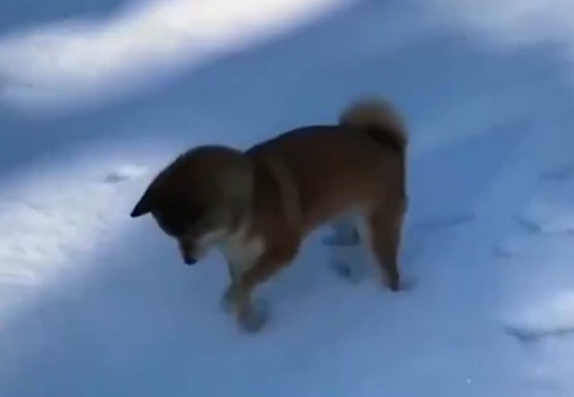 【ぼむっ】積もった雪の様子を確かめる柴犬が最強に可愛いｗ