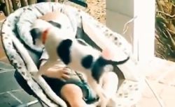 【動画】赤ちゃんの傍で寝たい子犬と、嬉しそうな赤ちゃんの表情が話題に