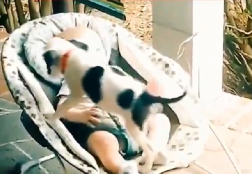 【動画】赤ちゃんの傍で寝たい子犬と、嬉しそうな赤ちゃんの表情が話題に
