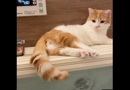 【ｗ】風呂の蓋の上にいる事に気づいた猫の反応が話題に「最後の顔ｗ」