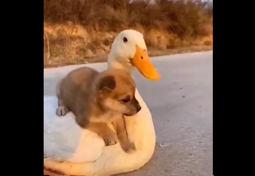 【やさしい】仲良しの子犬とあひるの動画が話題に