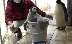 【動画】赤ちゃんペンギン、体重測定の様子が話題に「お風呂入ってるみたいｗ」