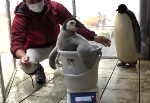 【動画】赤ちゃんペンギン、体重測定の様子が話題に「お風呂入ってるみたいｗ」