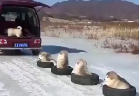 【動画】タイヤに乗るアラスカンマラミュートの子犬軍団！動きも全部カワイイｗ
