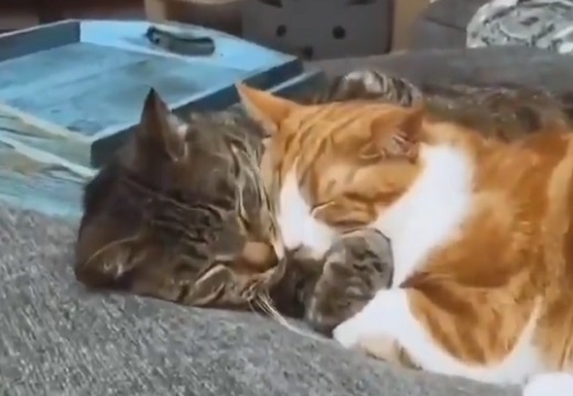 【動画】抱き合って眠る猫達が話題に「羨ましい・・」「ずっと見てられるｗ」