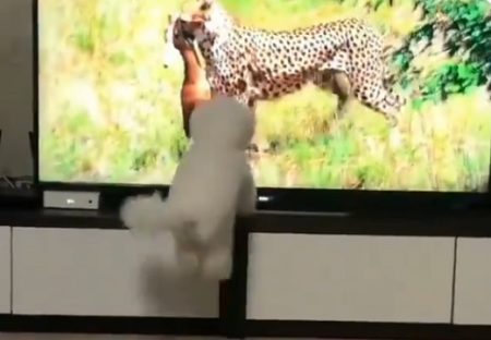 【爆笑】テレビの中の野生動物に触発されたわんちゃん、本能覚醒してしまう！！！