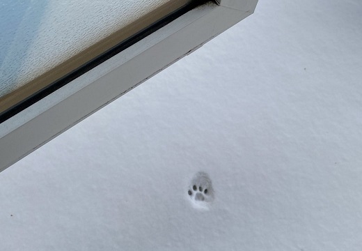 【冷たっ!】1歩で外出をあきらめた猫の足跡がカワイイw