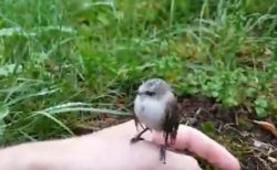【動画】人懐っこい鳥の赤ちゃんが話題に「羨ましい！」「感動‥」
