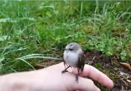 【動画】人懐っこい鳥の赤ちゃんが話題に「羨ましい！」「感動‥」