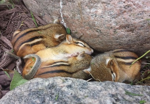 【話題】昼寝中のリス一家、ほのぼの写真を撮られてしまうｗ