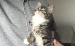 【ｗ】メインクーンの美人子猫、成長した現在の姿にネット騒然！