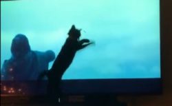 【動画】テレビの映像に反応する猫ちゃんが話題にｗ