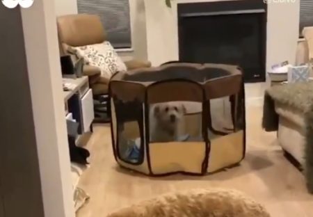 【動画】ケージに入れられた犬、ケージごと移動する方法をあみだす！！！