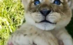 【動画】青い瞳が素敵なライオンの赤ちゃんが話題に「猫みたいｗ」