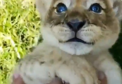 【動画】青い瞳が素敵なライオンの赤ちゃんが話題に「猫みたいｗ」