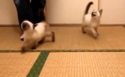 【動画】子猫の兄弟、想像以上に激しい食事風景が話題に「声出たｗ」