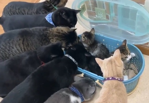 【動画】新入りの子猫に興味津々の先輩猫達が話題に「大歓迎ｗ」