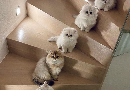 【ねこ画像】家族5匹、階段に並んでこっち見てる様子が可愛いすぎるｗ