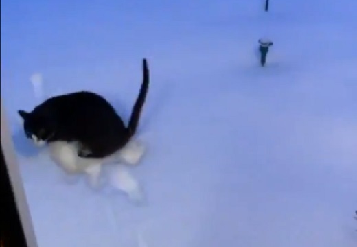 【爆笑】散歩しようとした猫、雪を踏んで3秒で帰宅w