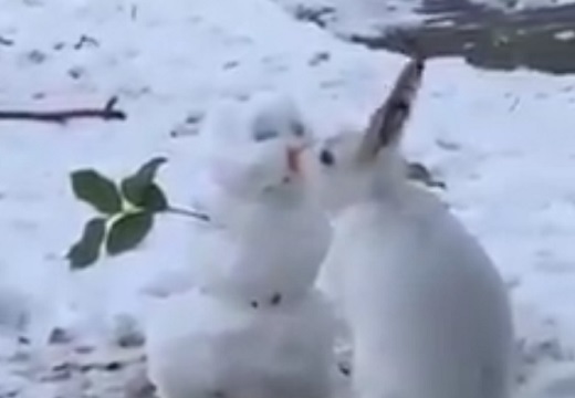 【ｗ】雪だるまにキスするウサギ？！よく見ると・・・