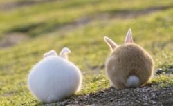 【うさぎ5羽】後ろ姿がたまらなく可愛いウサギが話題に