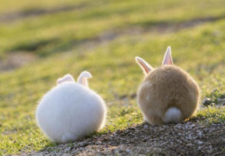 【うさぎ5羽】後ろ姿がたまらなく可愛いウサギが話題に